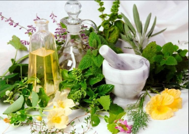 O poder das plantas medicinais: conheça as mais usadas na saúde tradicional