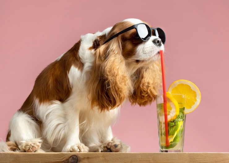 Petiscos refrescantes para fazer para os pets