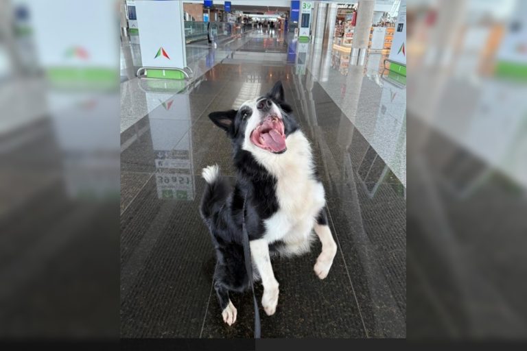 Conheça o novo cão treinado para detectar drogas no Aeroporto de Brasília