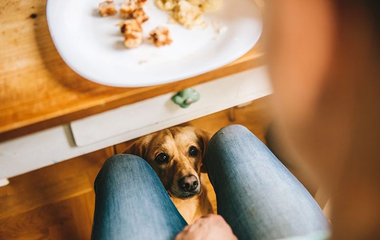 Conheça alimentos proibidos para cães e gatos
