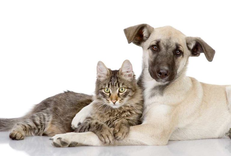 DF recebe feira de adoção de cães e gatos 