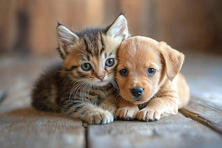 GDF institui política inédita de proteção e bem-estar para cães e gatos