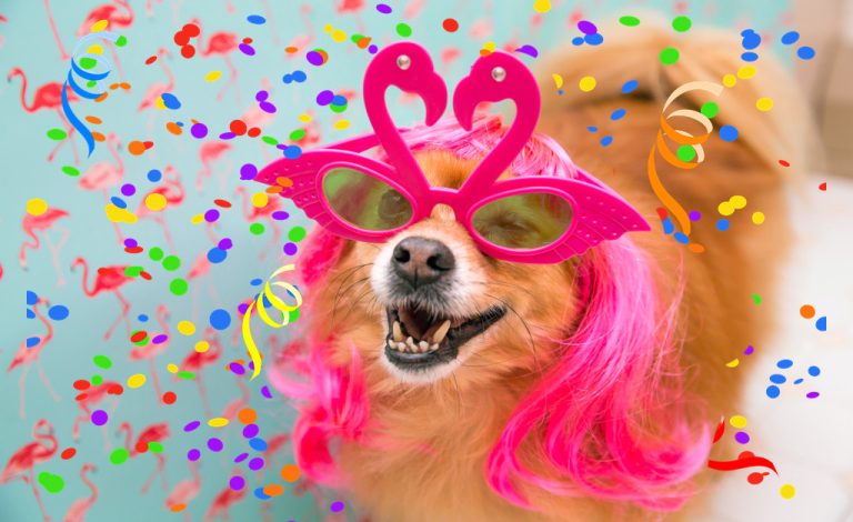 Brasília recebe folia de carnaval com programação especial para pets