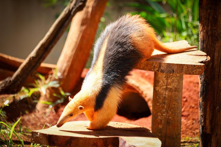 Zoológico de Brasília recebe exposição imersiva e sensorial inédita