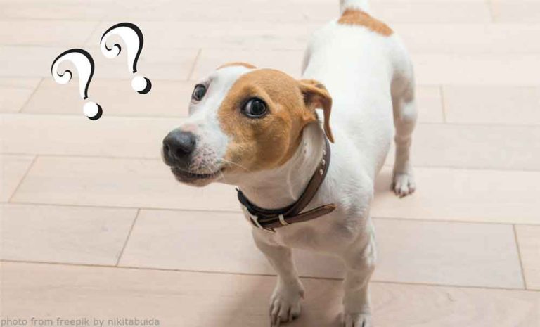 Pets entendem palavras ou apenas o tom de voz?