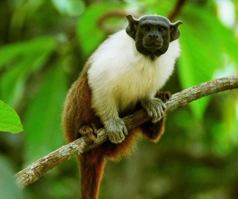 Zoológico de Brasília: nomes dos filhotes de sauim-de-coleira são escolhidos