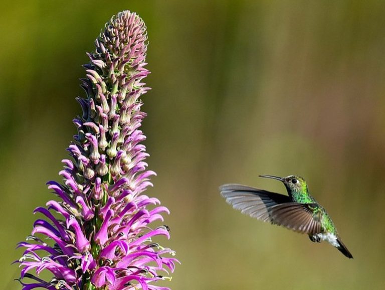 Conheça a flor que existe apenas no DF
