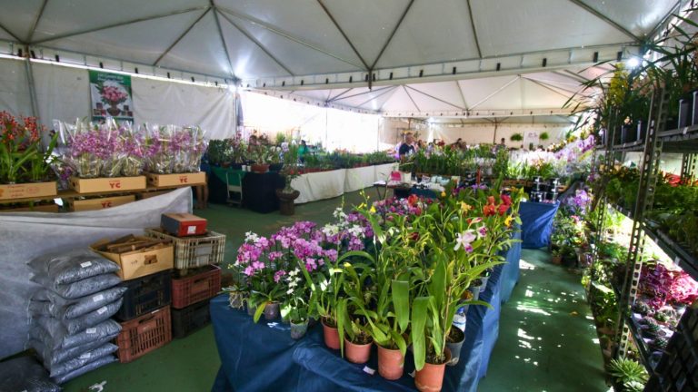 Brasília recebe feira gratuita de orquídeas e plantas ornamentais