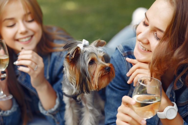 Brasília tem evento gratuito em prol de pets neste sábado (25)