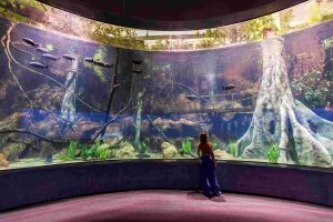 AquaFoz ultrapassa 30 mil visitantes e confirma status de nova experiência imperdível de Foz