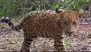 Ajude a escolher o nome da nova onça-pintada do Parque Nacional do Iguaçu