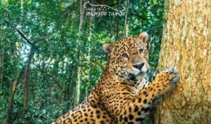 Dia Internacional da Onça-Pintada tem programação gratuita no Parque Nacional do Iguaçu