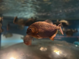 AquaFoz: novo aquário abre em novembro em Foz do Iguaçu