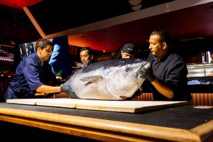 Atum Bluefin gigante cruza continentes para cerimônia Kaitai em Foz