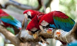 Parque das Aves
