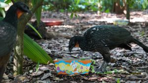 Parque das Aves