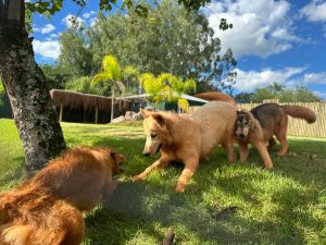 Eco Park Foz inaugura experiência que conta a história de como o lobo virou cachorro