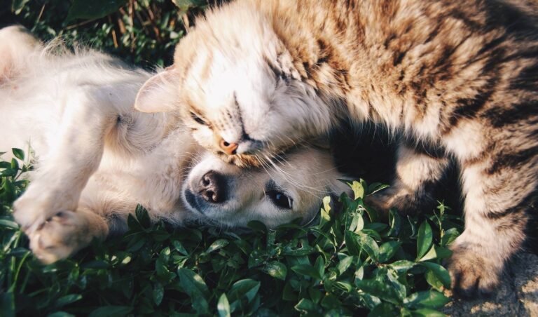 12 ONG’s de proteção aos animais de Goiás