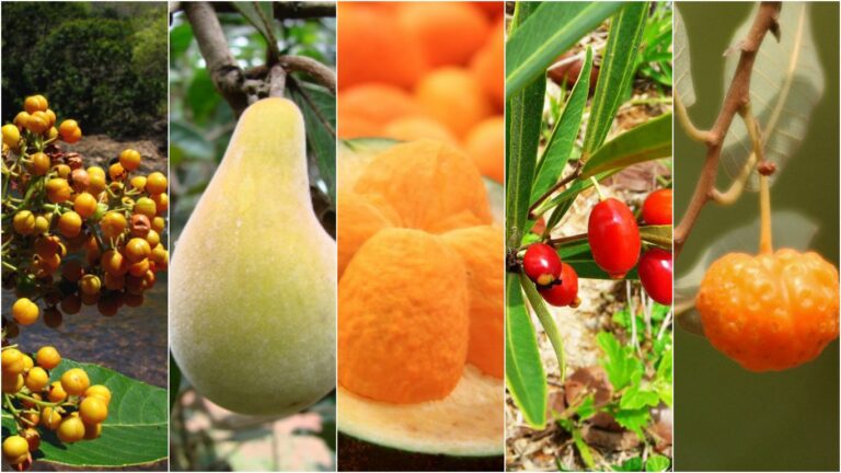 11 frutas do cerrado que todo mundo deveria conhecer
