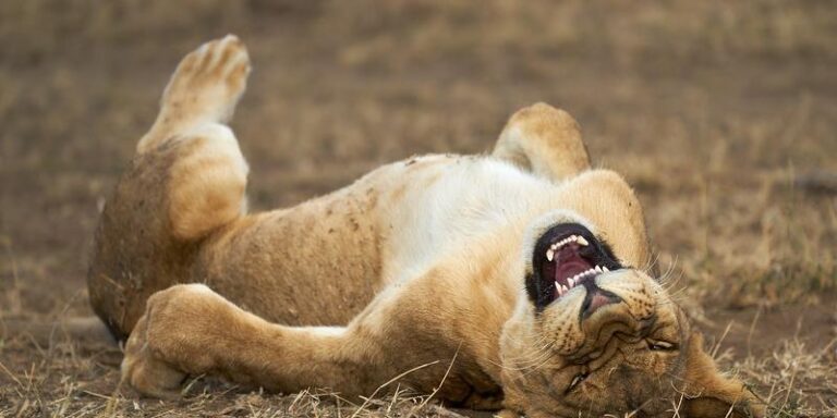 Venha ver as fotos de animais mais engraçadas do mundo