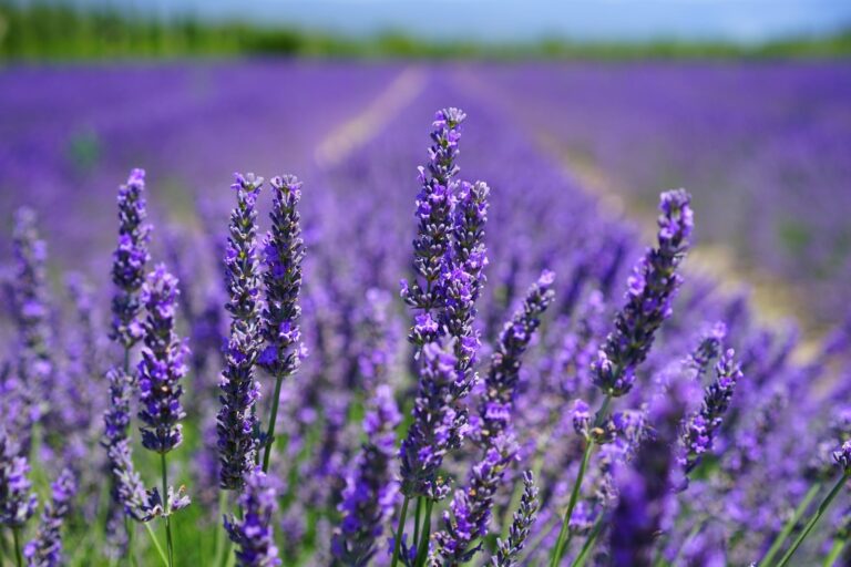 8 aromas que podem te trazer bem-estar