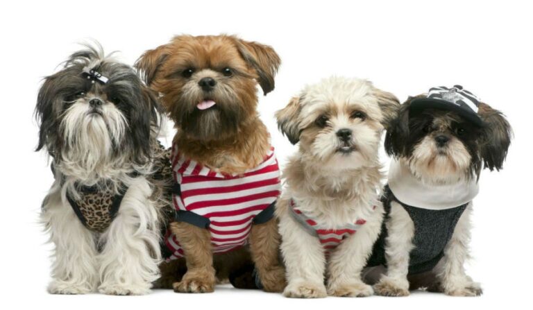 10 raças de cachorros para criar em apartamentos
