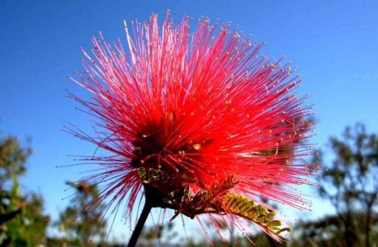 14 espécies de lindas flores típicas do Cerrado