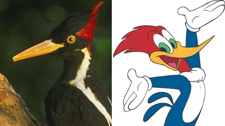 Espécie de pica-pau que inspirou desenho animado será declarado extinto