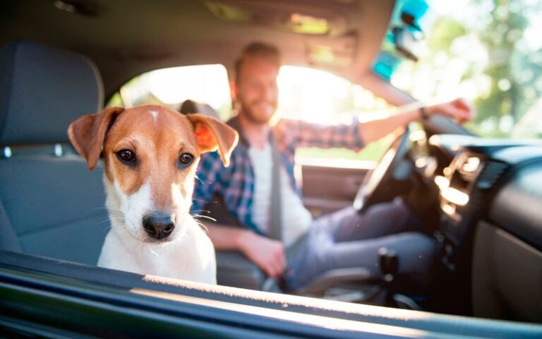 7 petshops que buscam seu bichinho em casa e entregam de banho tomado e tosa feita