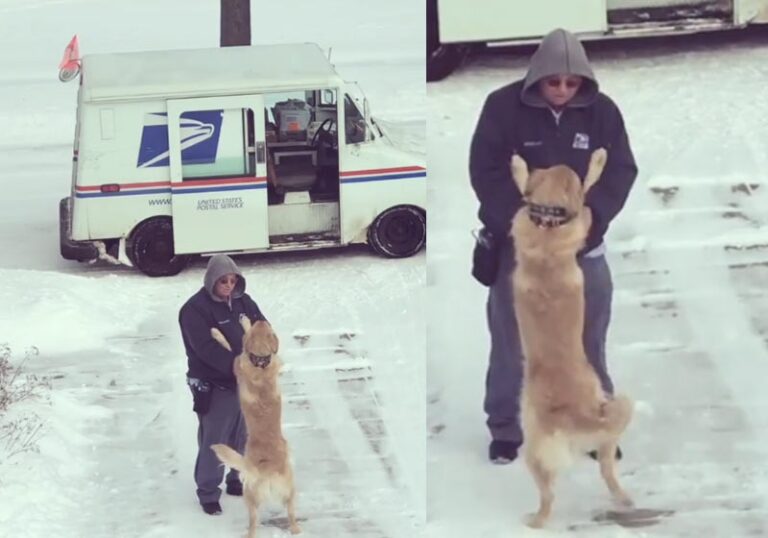 Conheça o cachorro que espera todo os dias por um abraço do carteiro
