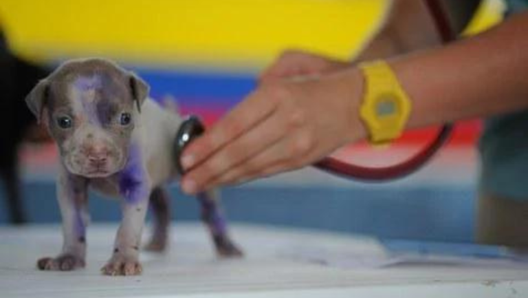 Check-up veterinário; saiba a importância e lugares em Goiânia para cuidar da saúde de seu pet
