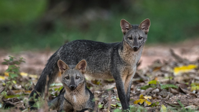 Mais de 80 espécies de animais do Cerrado são registrados na região norte de Goiás