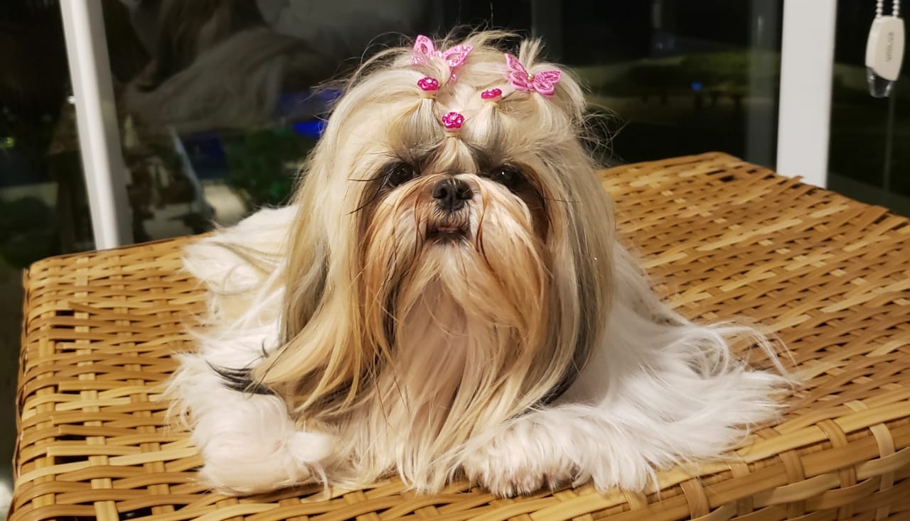 Shih-tzu brasileira é a grande vencedora da premiação 'Melhor Cão