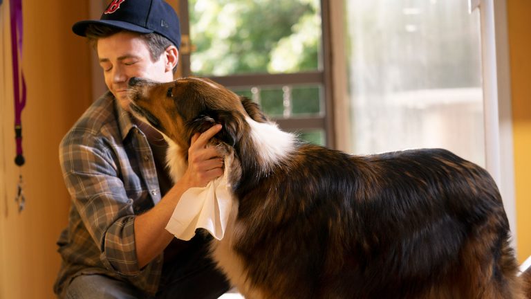 10 filmes com cachorro para se emocionar e amar ainda mais os animais
