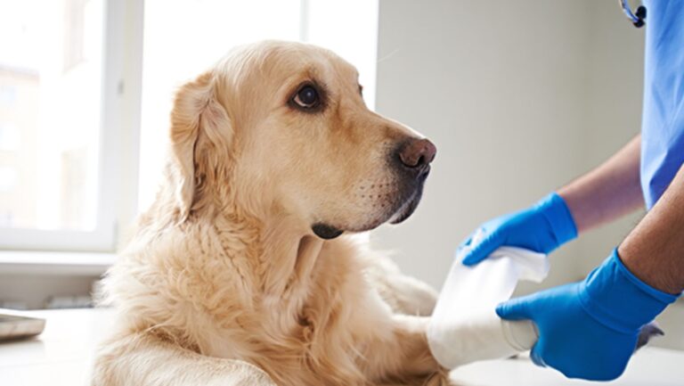 Goiânia terá novo centro cirúrgico para animais