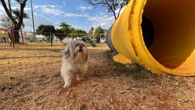 Goiânia tem 40 praças com pet places para passear com seu animal de estimação