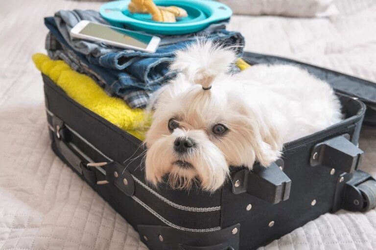 10 Dicas para viajar em segurança com seus Pets