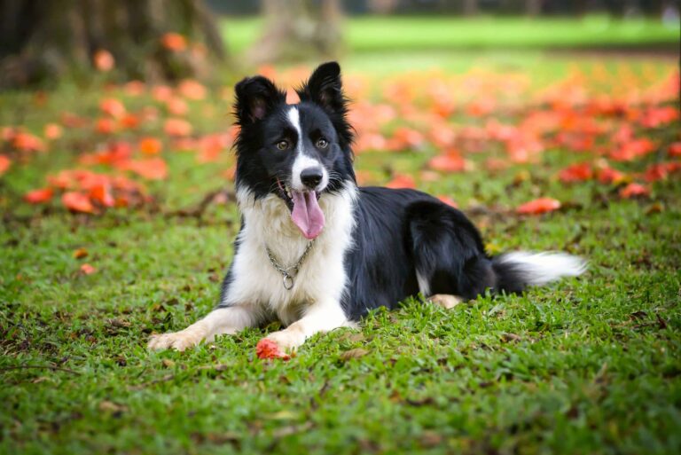 Esse é o ranking com as 10 raças de cachorros mais inteligentes do mundo