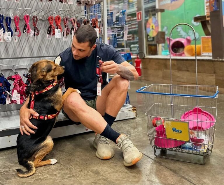 Saiba quais são os pet shops em Goiânia que vão além do banho e tosa