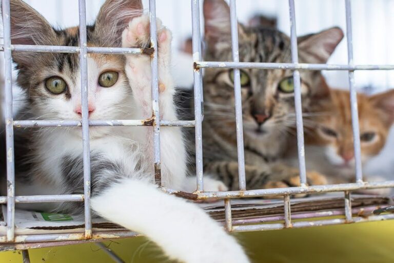 Goiânia terá evento de adoção de cães e gatos no fim de semana