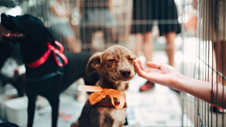 Goiânia recebe evento de adoção de cães e gatos no fim de semana