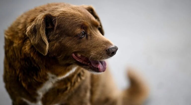 Morre Bobi, o cão mais velho de todos os tempos