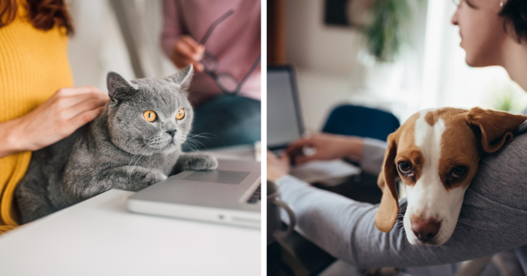 60,3% dos brasileiros compartilham seu home office com animais de estimação