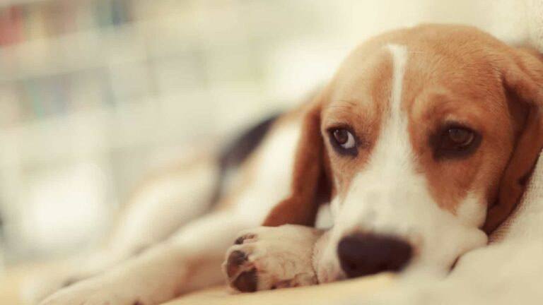 Estudo aponta que Cães também ficam ”pensando nos problemas” antes de dormir