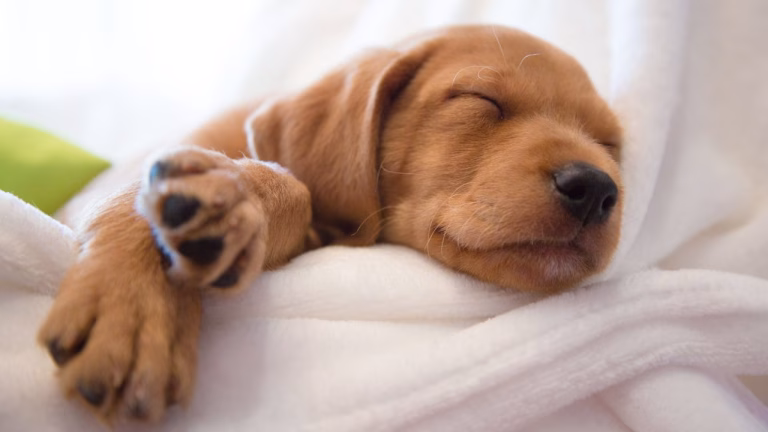 Estudo revela que cachorros conseguem sonhar com seus donos
