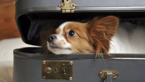 Novas regras para viagem com pets