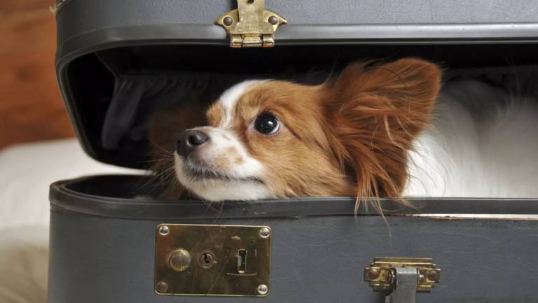 Conheça as novas regras de viagem com pets em voos nacionais