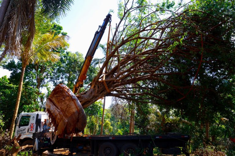 Transplante de árvore em Aparecida de Goiânia destaca compromisso com o meio ambiente