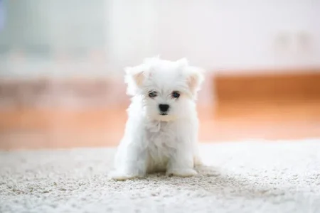 filhote de cachorro maltes fofo branco 2 meses de idade olhando para frente