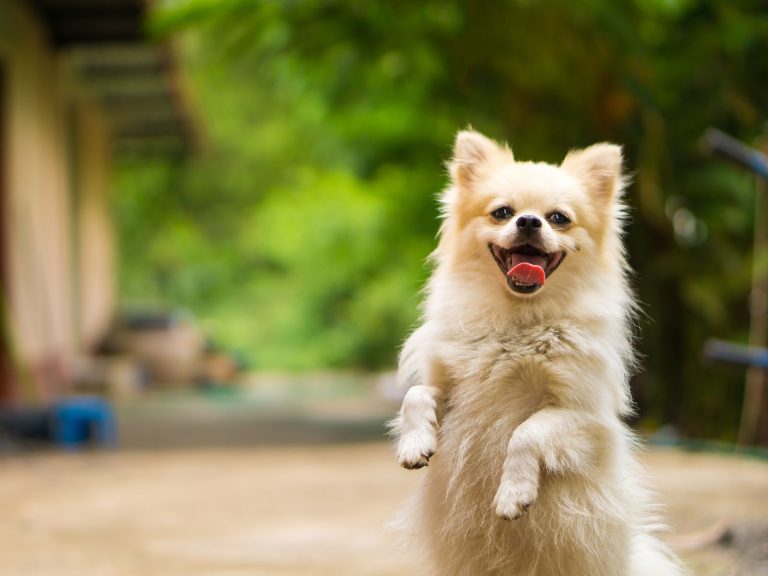 8 Nomes para cachorros: conheça algumas opções criativas